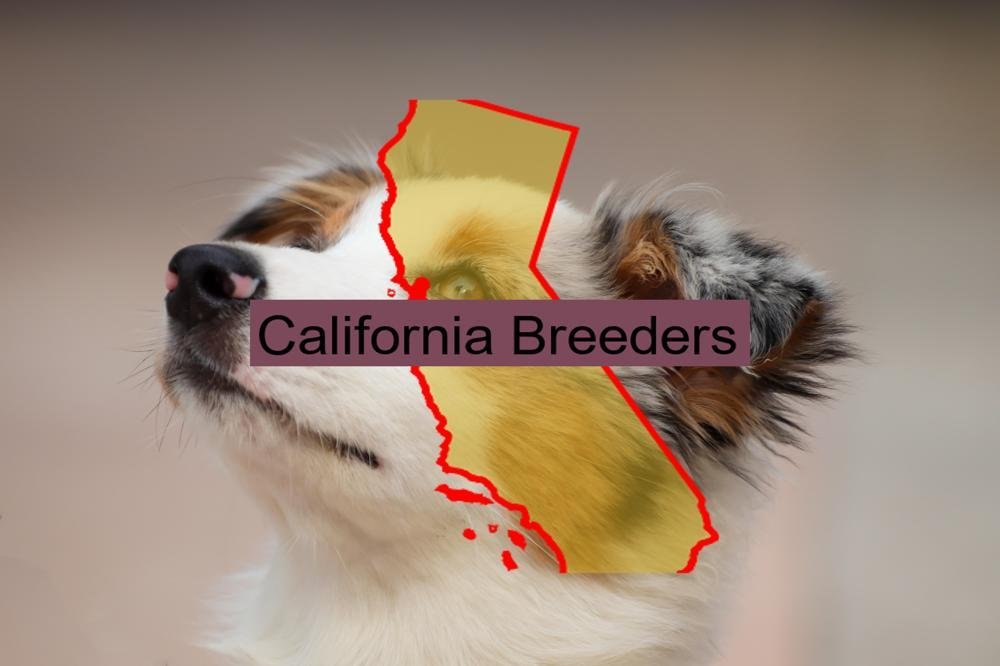 Reputable Australian Shepherd Breeders In California Prices Of Their