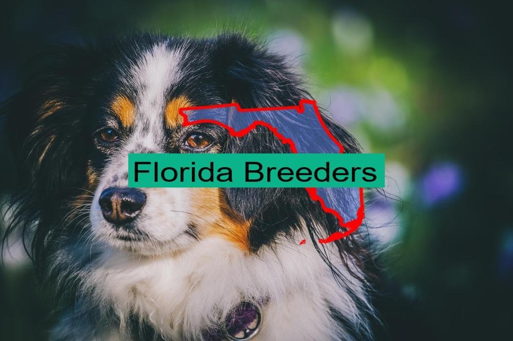 Reputable Australian Shepherd Breeders In Florida Prices Of Their