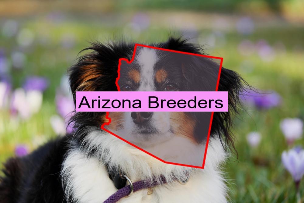 Reputable Australian Shepherd Breeders In Arizona Prices Of Their