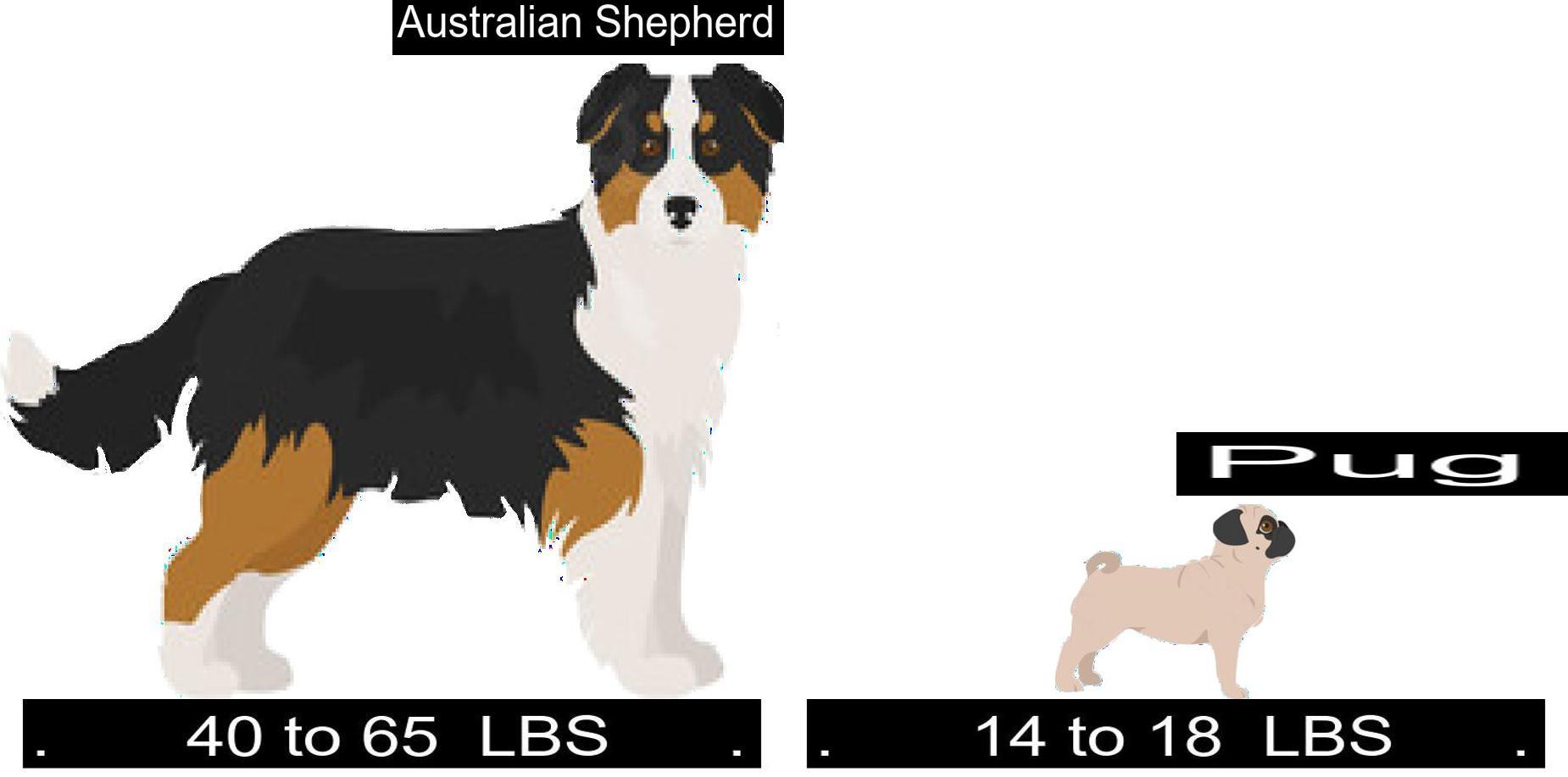 Which Is Better Between The Australian Shepherd And The Pug