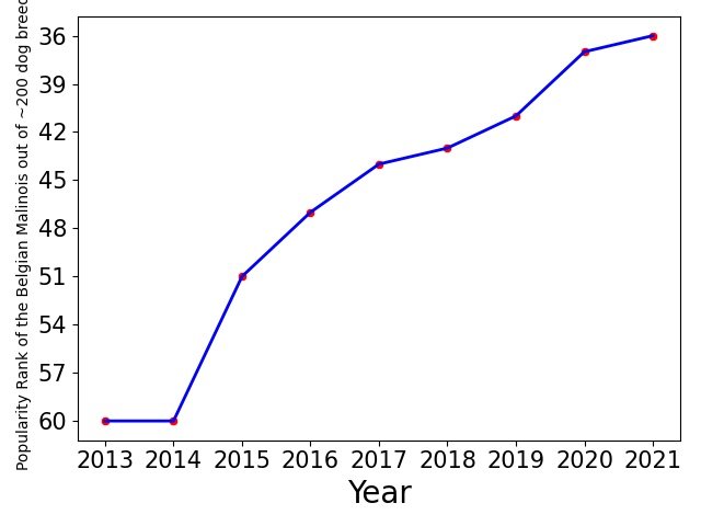 Popularity of Belgian Malinois