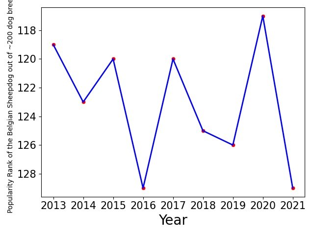 Popularity of Belgian Sheepdog