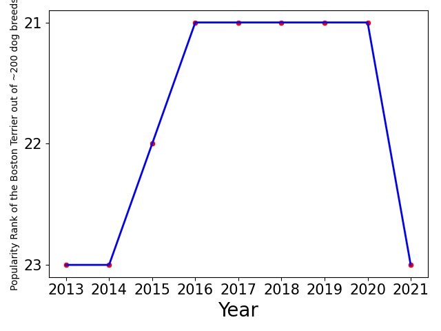 Popularity of Boston Terrier