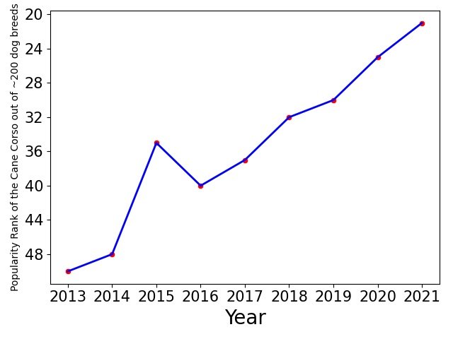 Popularity of Cane Corso