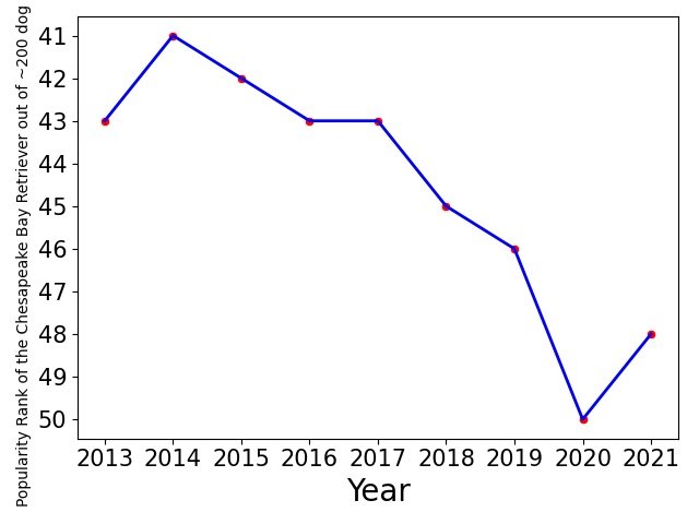 Popularity of Chesapeake Bay Retriever