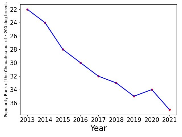 Popularity of Chihuahua