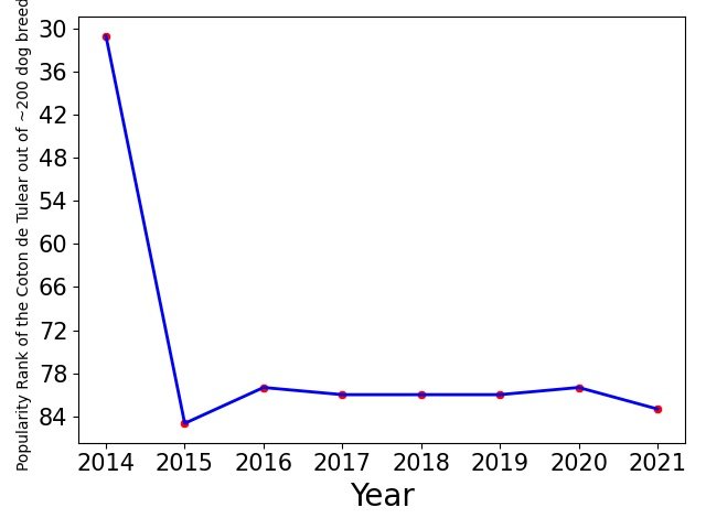 Popularity of Coton de Tulear