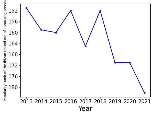 Popularity of Ibizan Hound