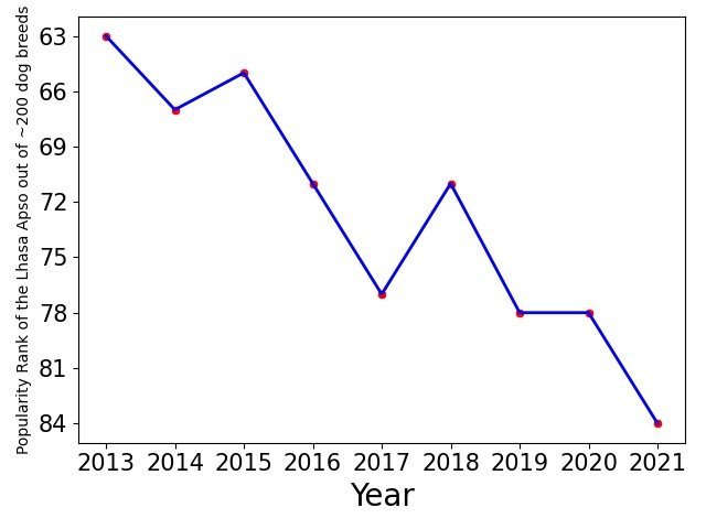 Popularity of Lhasa Apso