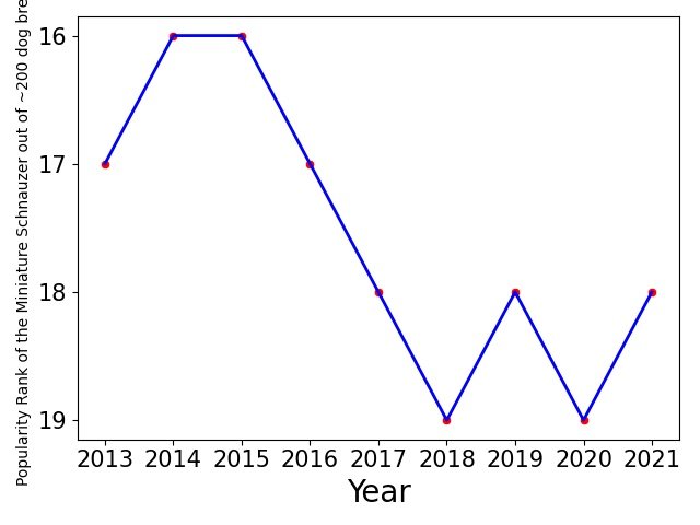 Popularity of Miniature Schnauzer