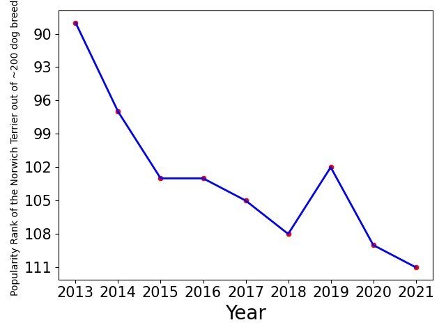 Popularity of Norwich Terrier