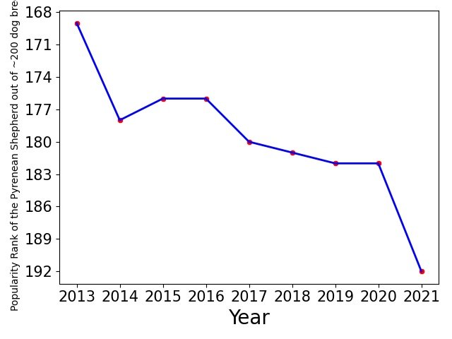 Popularity of Pyrenean Shepherd