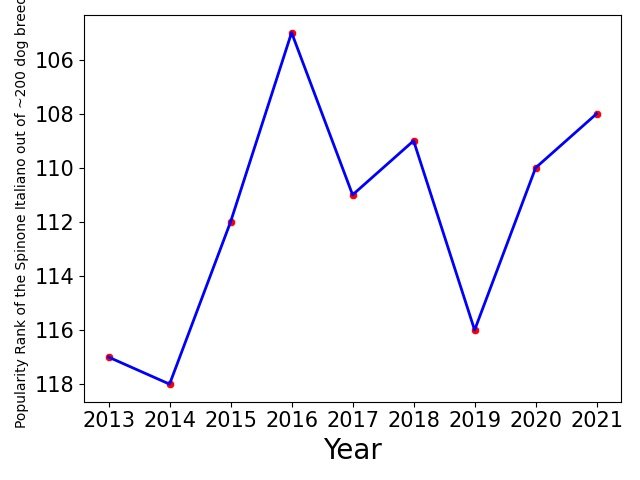Popularity of Spinone Italiano