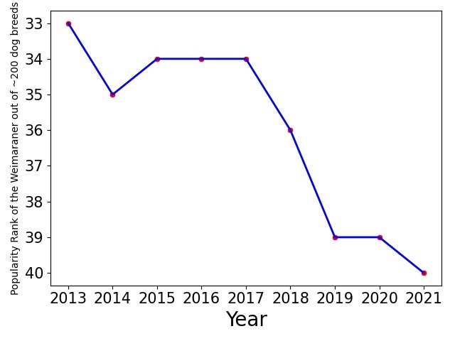 Popularity of Weimaraner